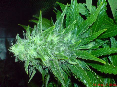 In my world swing is swag do you understand what i'm talking about? Cheesy Dick (by Big Buddha Seeds) :: SeedFinder :: Strain Info