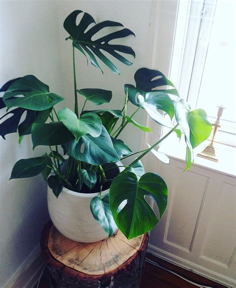 Want people to take notice of your philodendron? The 25+ best Philodendron monstera ideas on Pinterest ...