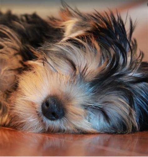 Sleep is an important part of any young pooch's life because it offers benefits ranging from cell regeneration and repair to relaxation. Why Is My Puppy Breathing so Fast? | PetHelpful