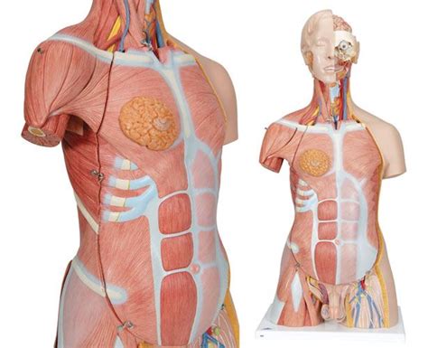 This axis scientific torso represents both extrinsic and intrinsic muscle groups and dissects in to 28. Dual Sex Muscle Torso Anatomy Model, Deluxe, 31 Parts ...
