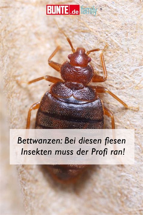 Alpenvereine sagen bettwanzen auf hutten den kampf an. Bettwanzen-Bisse: Wie man die Blutsauger im Bett bekämpft | Bettwanzen, Insekten, Life hacks ...