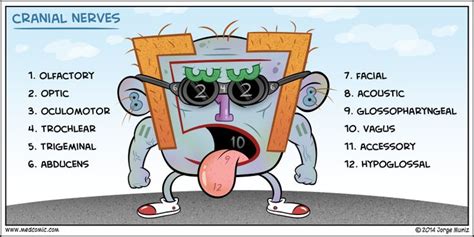 On the chart below you will see 4 columns (vertebral level, nerve root, innervation, and possible symptoms). Cranial Nerves Cartoon | Cranial nerves, Nursing mnemonics ...