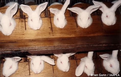 Cosmetic Animal Testing Pictures - Rabbit Household ...