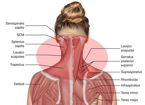 You'll need to build out all of these muscles if you want strong, balanced. Diagram Of Bones In Neck And Shoulder - Belayer S Neck Climbing Magazine - likearobotangel-wall