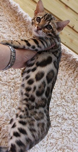 First of all, where do you even find a bengal cat for sale?! Queenanne Cats - Toyger Queens Cat Breeder in Bromsgrove ...