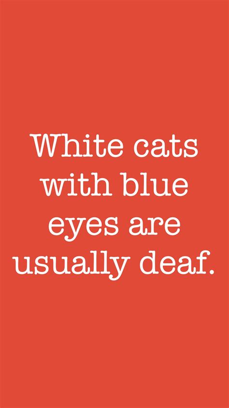 Surely there's probably some exception to the rule, but the vet said this was the usual symptom for deaf cats. White cats with blue eyes are usually deaf. From the Facts ...