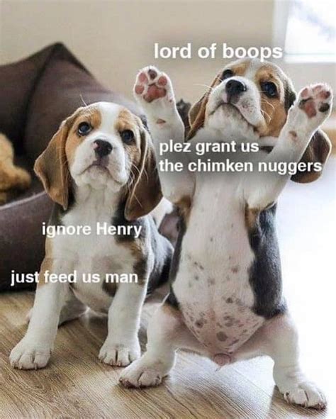 Great job to all the 9 year olds out there! 33 Funny and Hilarious Animal Memes That Will Make Anyone ...