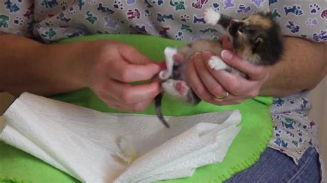 How to make a kitten poop? Orphaned Kitten Care: How to Videos - How to Stimulate an ...