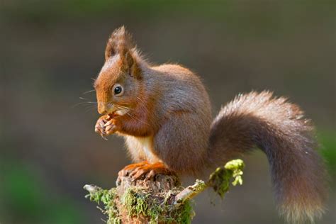 Yes grey squirrel eats frogs and toads. Do squirrels eat birds