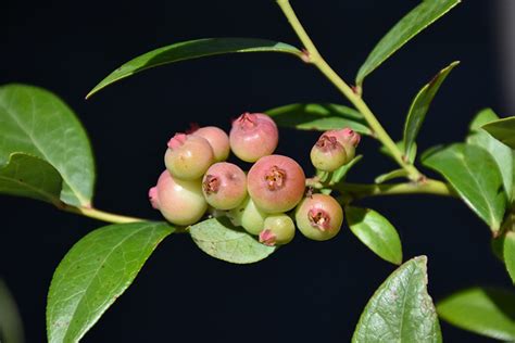 .free stock photos, lemonade fruit, fruit lemonade, all fruit image, apple fruit, dry fruits and nuts pictures, fruit picture, hd fruits vegetables, fresh fruit wallpaper, fresh fruits vegetables, orange fruit. Pink Lemonade Blueberry (Vaccinium 'Pink Lemonade') in ...