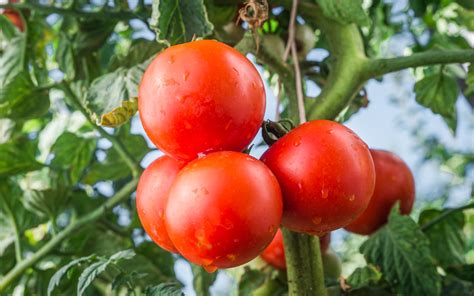 In unseren märkten bieten wir ihnen, auf bis zu 1200qm ladenfläche, ein großes sortiment rund ums haus, garten, tier, spielwaren und. Paradiesische Früchte aus dem eigenen Garten: ZG Raiffeisen