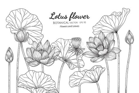Find images of lotus flower. Lotus Flower And Leaf Hand Drawn Botanical Illustration ...