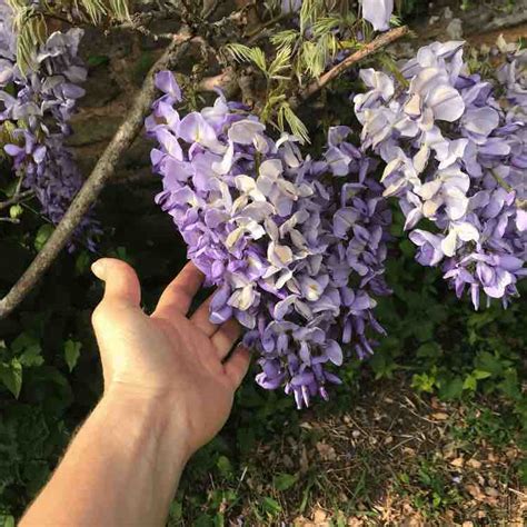 Roblox wisteria is still a work in progress and will be receiving updates in the future. Codes For Wisteria : C9a0dc Light Wisteria Rgb 201 160 220 Color Informations / Save with 9 ...