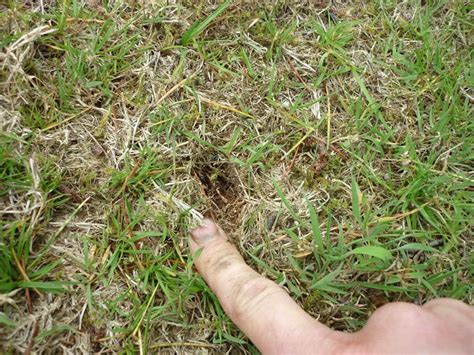 To dethatch lawn means getting rid of those unwanted grass clippings and leaves that stay behind how much does dethatching cost? Spotting Lawn thatch - The Lawn Man