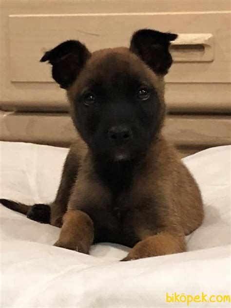 Belçika malinois yavrularımız ırk standartlarında olup aşılı karneli veteriner hekim kontrolünde teslim edilmektedir. Belçika Malinois Ruhsatlı Tabanca Yavruları - 244274 ...