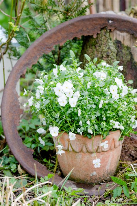 Kandierte veilchen hatte ich mir einmal aus wien mitgebracht. Gartenimpressionen oder mein Garten im April • Pomponetti ...