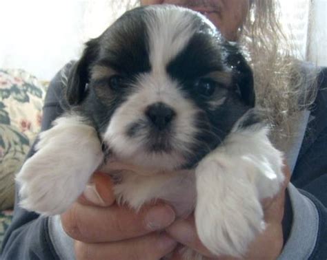 Dogs under one year of age are classed as puppies. Shih Tzu Puppies FOR SALE ADOPTION from Jacksonville ...