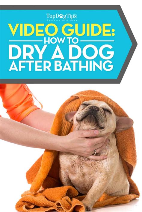 You should stay at home until you feel well. How to Dry a Dog After Bathing (Towel Drying vs Hairdryer ...