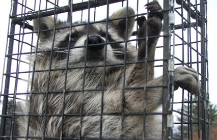 \looking for a pest control company near st. How to Get Rid of Raccoons