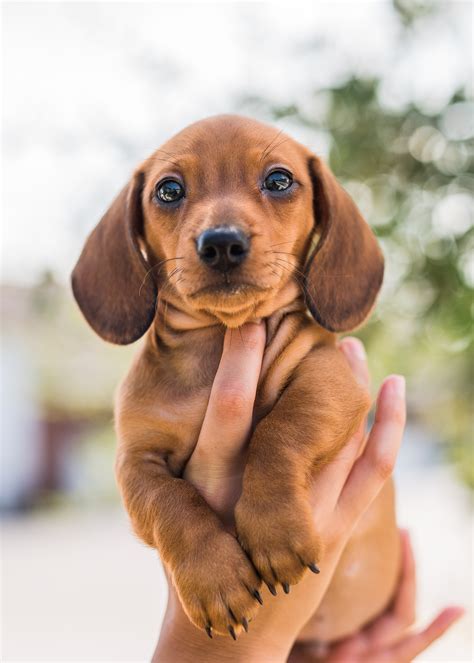 The miniature dachshund greatly enjoys interacting with humans and is quite friendly and outgoing at home. Puppy Stores & Places Puppies On Sale Near Me | VIP Puppies