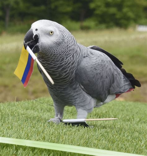 Jun 06, 2021 · yuka saso bounced back from two early double bogeys and bested japan's nasa hataoka in the third hole of a sudden death playoff to win the 76th us women's open golf championship at the olympic. Football: Psychic parrot predicts Japan loss in World Cup ...