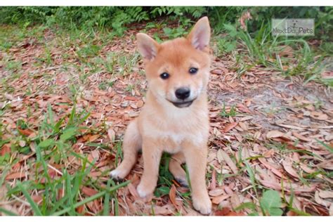 Instead of mame, some use the term mini or miniature shiba inus. Mini Litter Due: Shiba Inu puppy for sale near Orlando ...