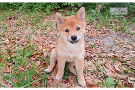 Instead of mame, some use the term mini or miniature shiba inus. Mini Litter Due: Shiba Inu puppy for sale near Orlando ...