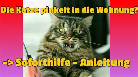 Katzen pinkeln in die wohnung, weil der geruch kater anlockt. Katze pinkelt in die Wohnung - SOFORTHILFE - Anleitung ...