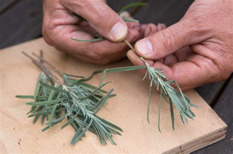 How to take lavender cuttings | Lavender plant, Lavender, Growing lavender