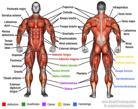 Knowing muscle names and their functions will help you to choose the right exercises, practice proper form, and better connect with and target your muscles. Learn muscle names | Músculos del cuerpo humano, Anatomia ...