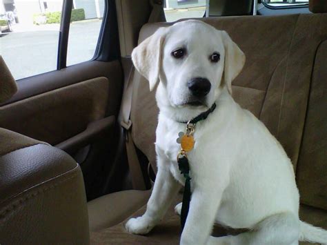 Our polar labs all come from titled blood lines. Pin by David Macher on Dogs | White lab puppies, White ...