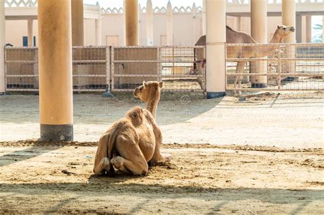 It is a hobby farm, meaning the animals are not raised for racing or for their meat, and there are hundreds of camels living here, all owned by the royal family of bahrain. Camel On The Royal Camel Farm In The Bahrain Stock Photo ...