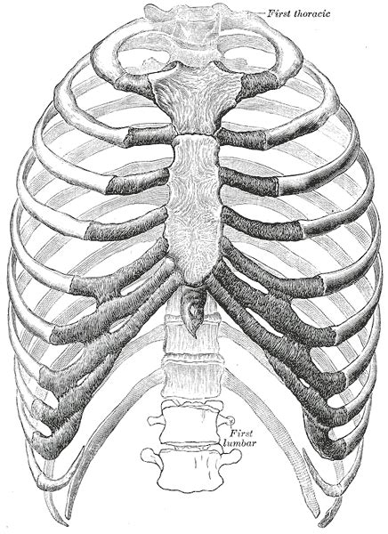 Rib cage anatomy the rib cage, shaped in a mild cone shape and more flexible than most bone sets, is made up of varying elements such as the thoracic vertebra, 12 equally paired ribs, costal cartilage, and held together anteriorly by the sternum. Rib cage - Wikipedia