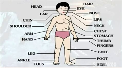 Eye, nose, cheek, chin, mouth, neck, shoulder, armpit, breast, thorax, navel, abdomen, publs, groin, knee, foot, ankle, toe. Learn - Human Body Part - External - Kids Educational ...