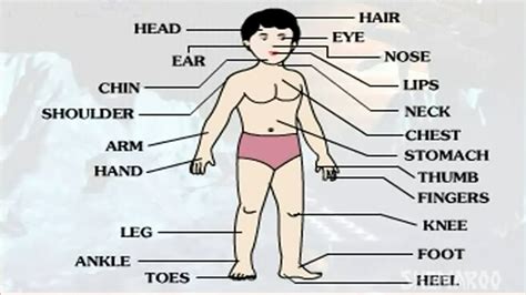 Private parts are not included. Learn - Human Body Part - External - Kids Educational ...