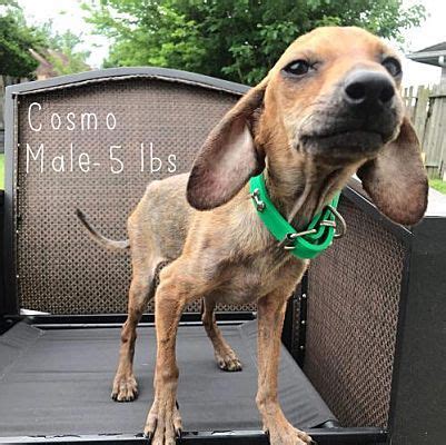 Search for dogs for adoption at shelters near rochester, ny. New York, NY - Dachshund. Meet Cosmo a Dog for Adoption ...