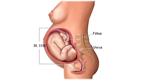 Das baby in der 36. Entwicklung vom Embryo zum Fötus: Grafiken, Bilder und ...