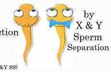 sperm selection sperms xy separation plos takashi disclosed