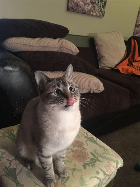 They will follow their companions around and strike up a conversation about everything and anything. Lynx Point Siamese in 2020 (With images) | Cats, Animals ...