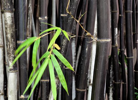 How to grow bamboo from seeds. Black Bamboo Plants - How To Care For Black Bamboo In Gardens