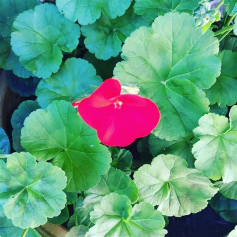 We did not find results for: Ha! My dad is so proud of his first lil germanium flower ...