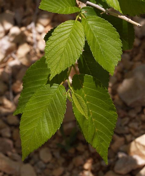 Ulmus pumila, the siberian elm, is native to central asia ulmus pumila — noun fast growing shrubby asian tree naturalized in united states for shelter or. Ulmus pumila Calflora