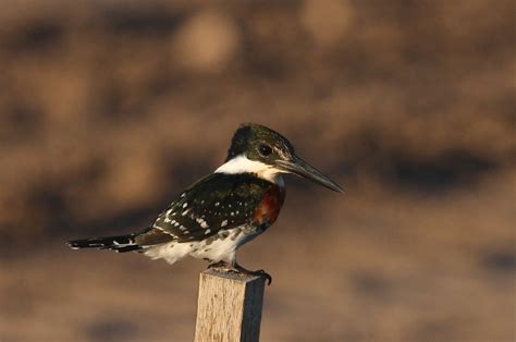 Santa ana wildlife refuge map. Green Kingfisher Santa Ana National Wildlife Refuge, Texas ...