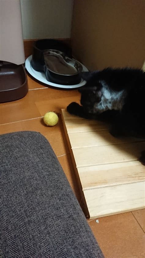 乃胡はじめてのおもちゃ - くろねこのこよもやま日記