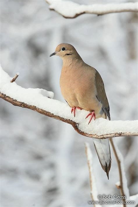 Because of its vast global range and increasing population trend, it has been listed as least concern on the iucn red list since 2014. Mourning Dove Kansas