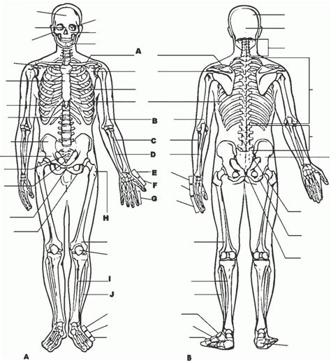 Page contents1 what's left in the abdomen2 left sided abdominal pain: Anatomy And Physiology Coloring Pages Free