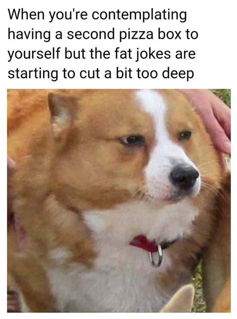 Explore and share the best fat dog gifs and most popular animated gifs here on giphy. Fat Doggo / Fat Doggo Tumblr Posts Tumbral Com - 4:05 ...