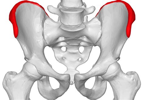 It joins the lower limb to the pelvic girdle. Iliac crest pain: Causes, exercises, and treatment