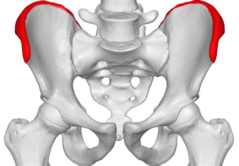 It joins the lower limb to the pelvic girdle. Iliac crest pain: Causes, exercises, and treatment