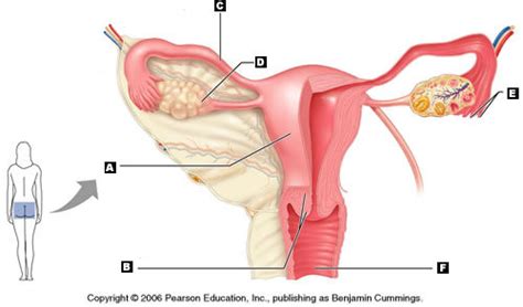 Human anatomy diagrams and atlas. Female Reproductive System